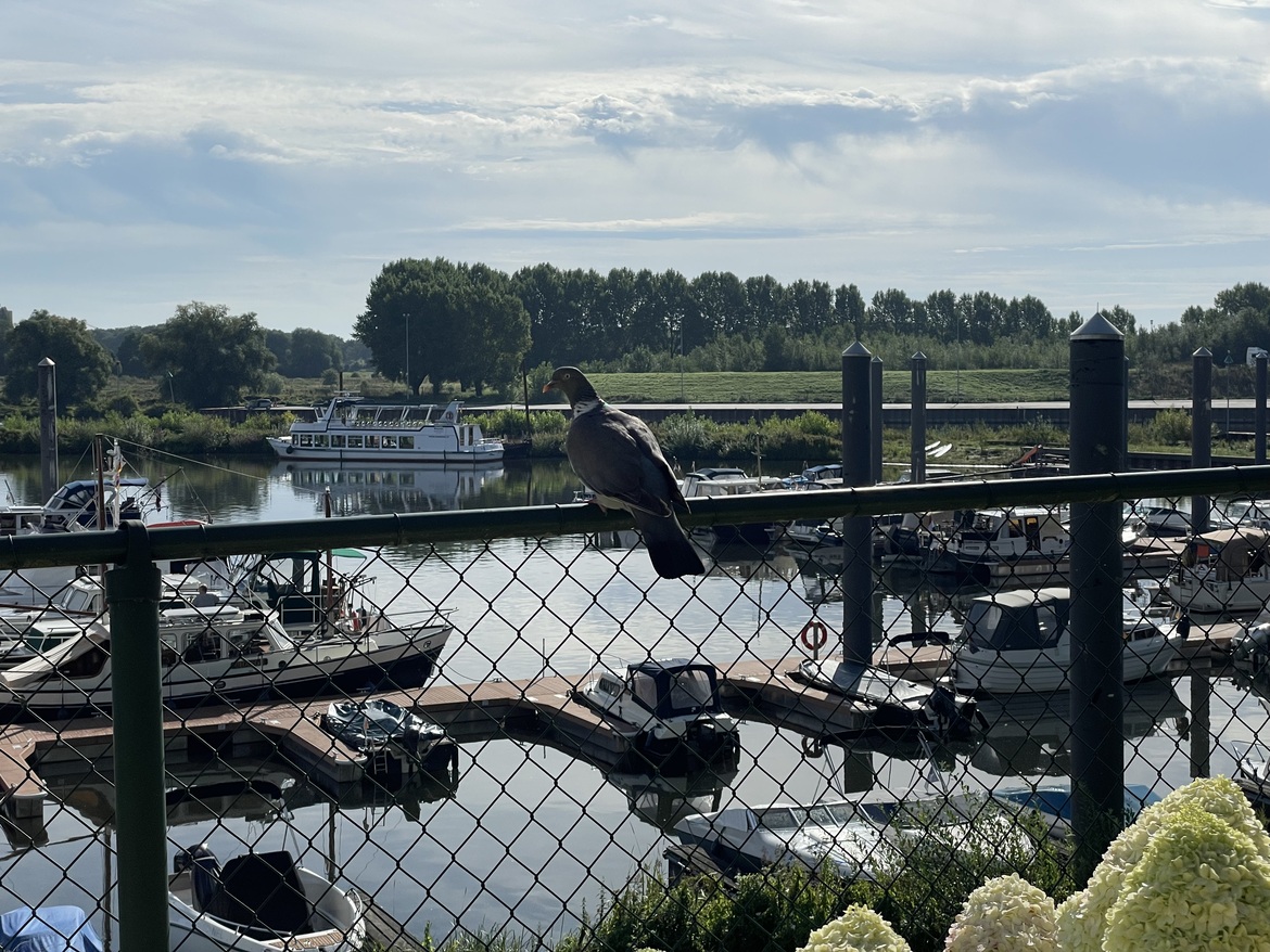 (c) Wsvdemaasvenlo.nl